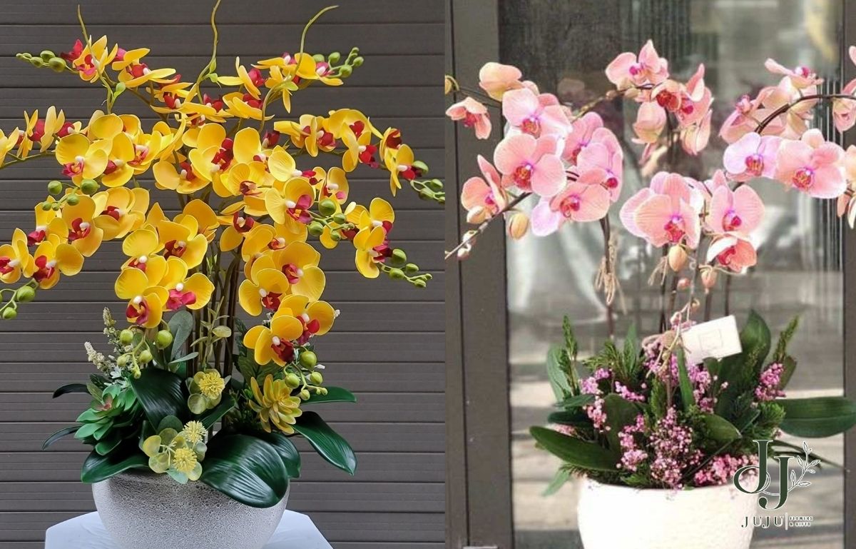 Nên mua chậu lan hồ điệp phù hợp 