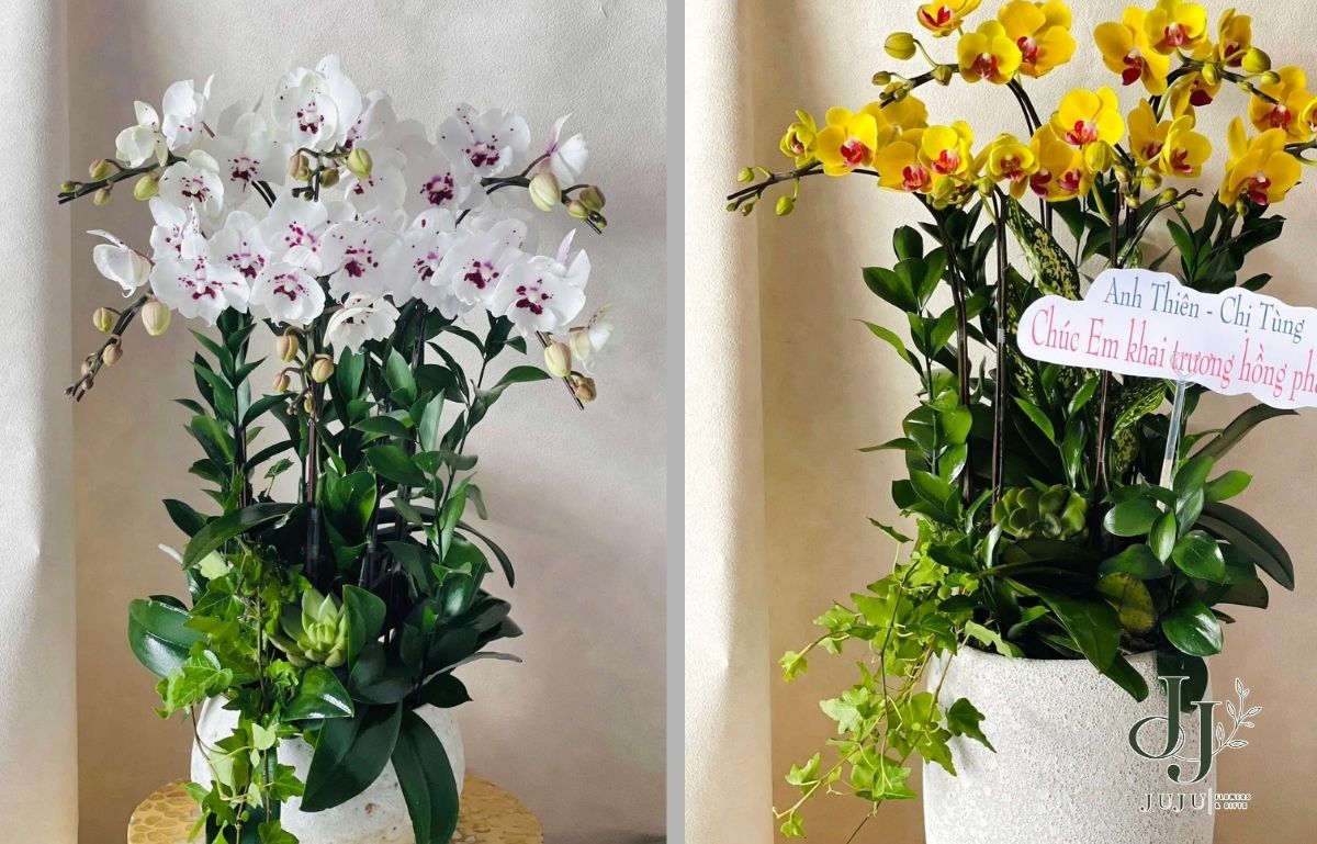 Tặng hoa cho ba nên lựa chọn những mẫu nào 
