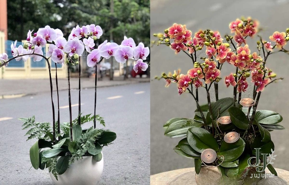 Chậu hoa lan hồ điệp nhiều mẫu đẹp